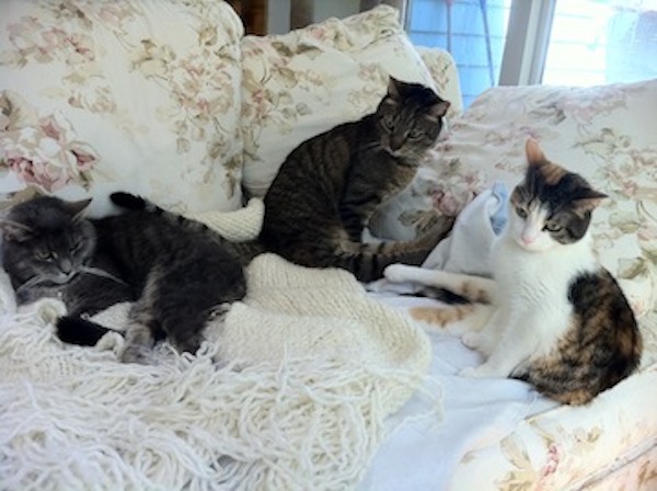 3 cats, all of whose back legs are paralyzed, sit together on a sofa